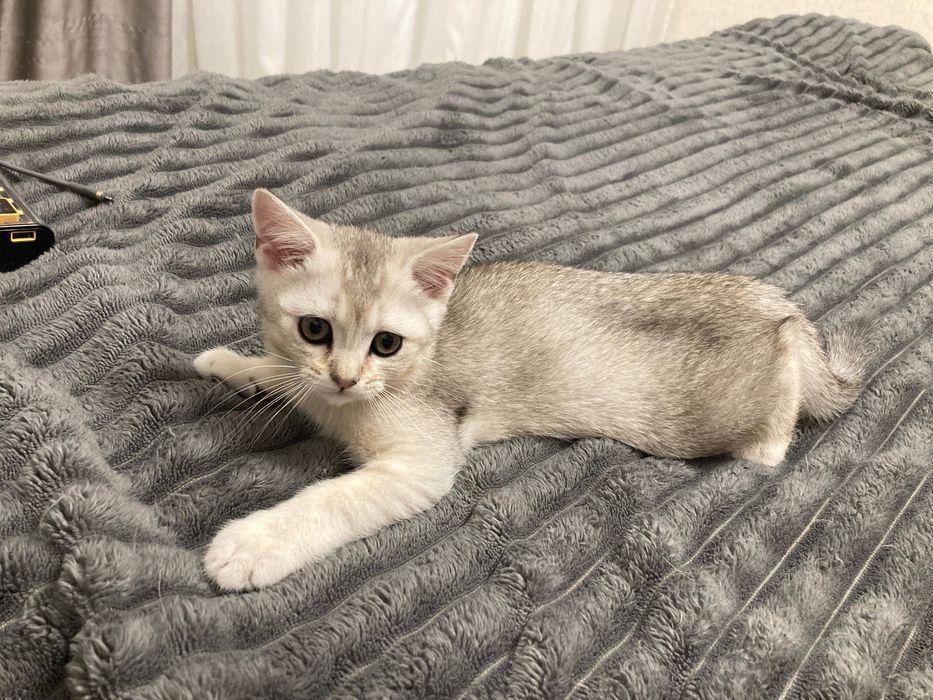 Шотландський шиншиловий котик