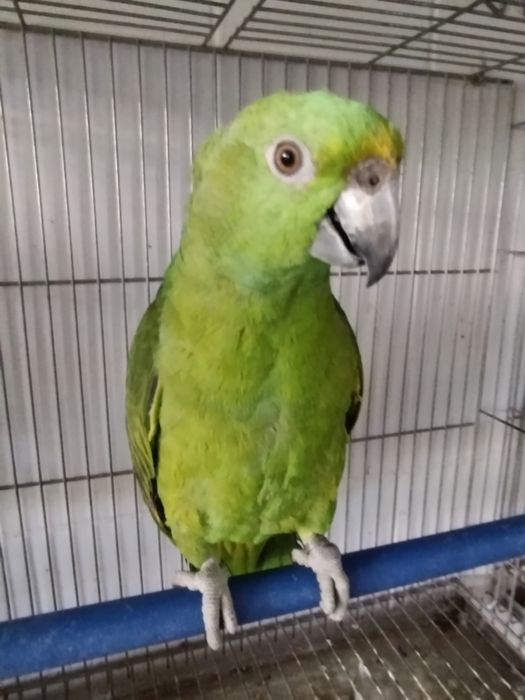 Amazona auropalliata