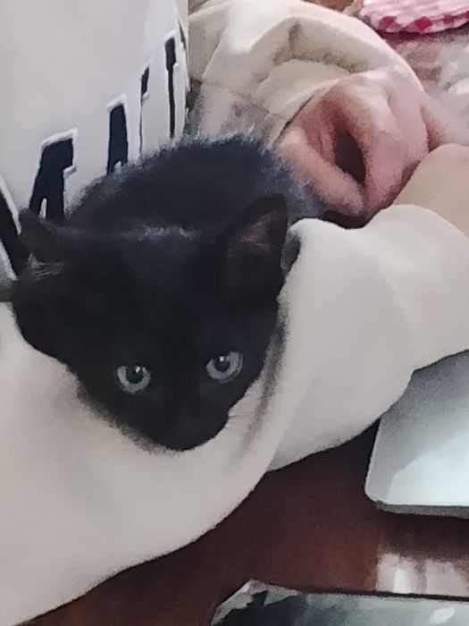 Gatinha adoção responsável