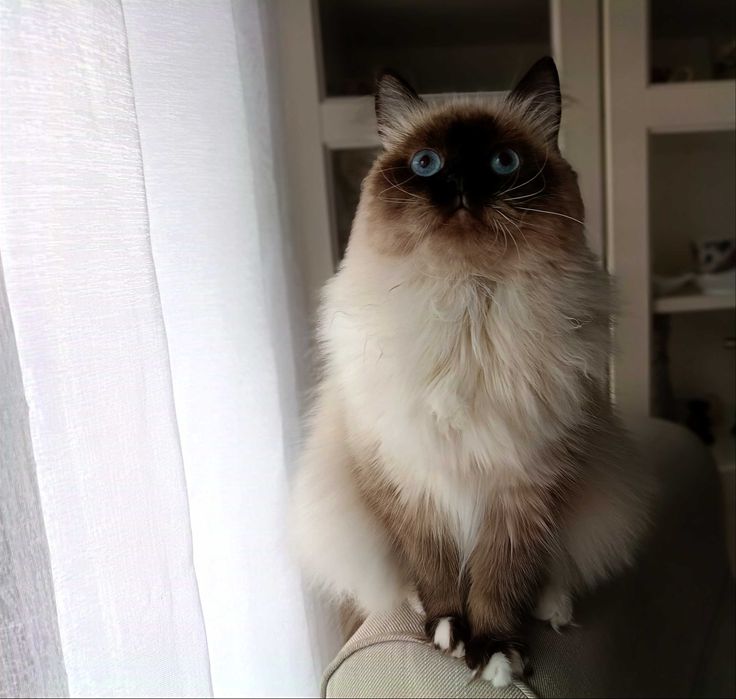 Kotka hodowlana Neva Masquerade