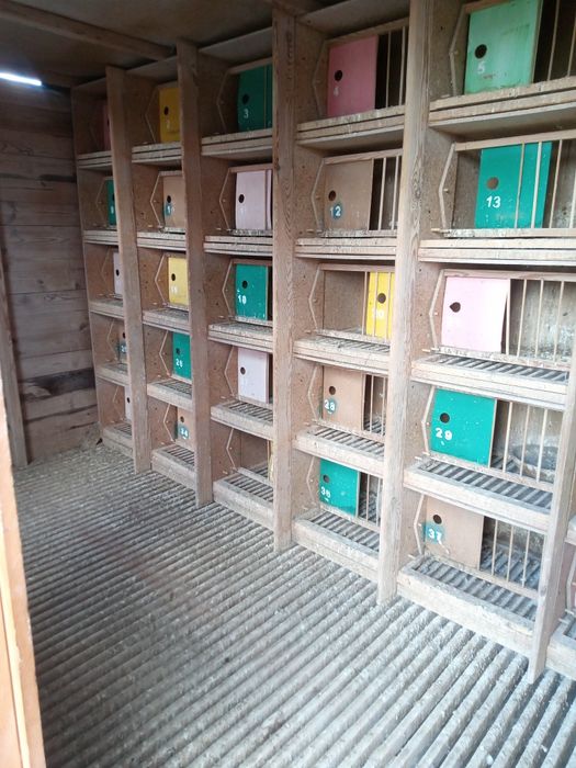 Gołębnik lotowy 5x2m gołębie pocztowe