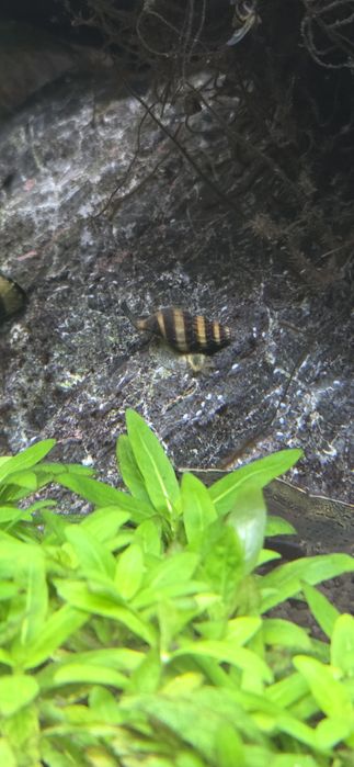 Caracol Assassino (Anetome Helena)