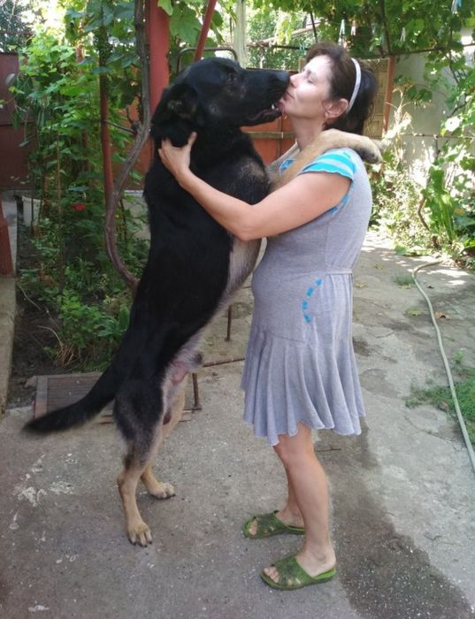 Овчарка ВЕО,вязка