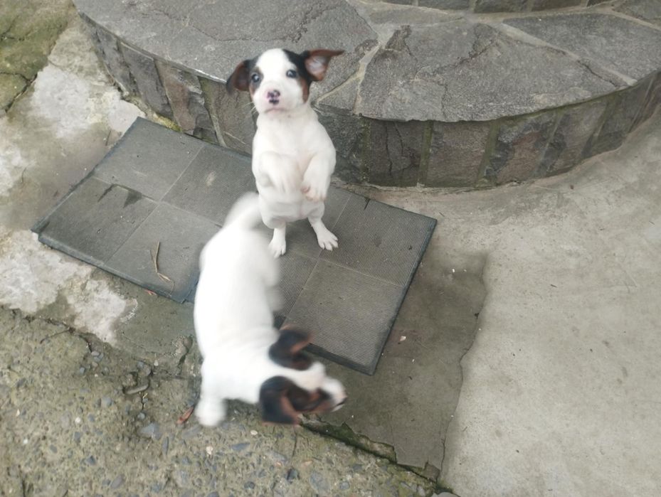 Собачки породи Джек Рассел