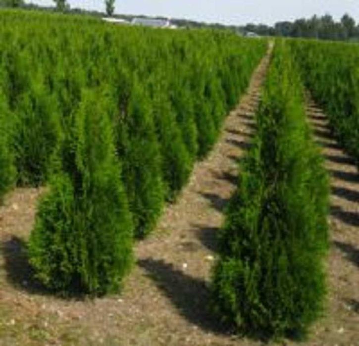 Tuje Szmaragd 120,140,160,180- 250  cm  dostawa gratis SADZIMY