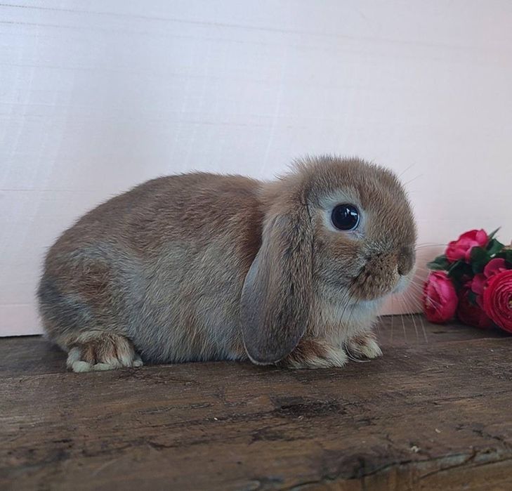 Эксклюзив! Нидерландский карлик из европейского питомника!