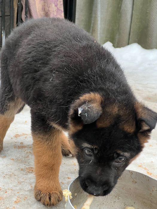 Продам цуценя німецької вівчарки