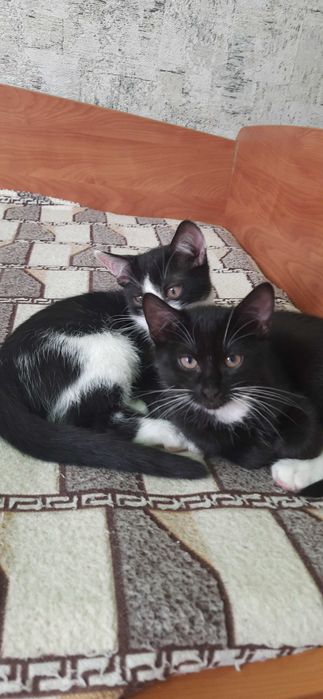 Віддам розумних котиків в добрі руки