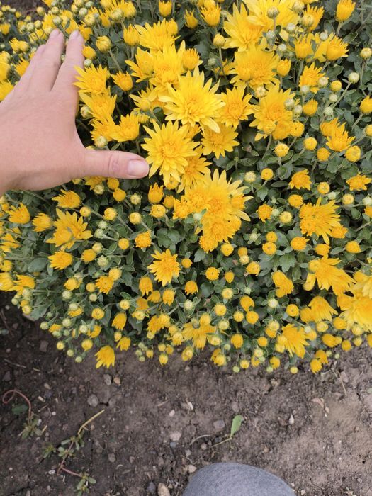 Хризантема мультифлора