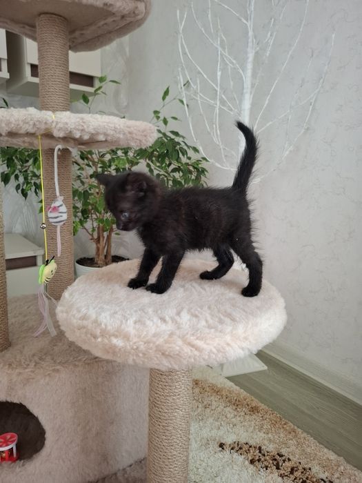 Чорненьке кошеня 0685949908