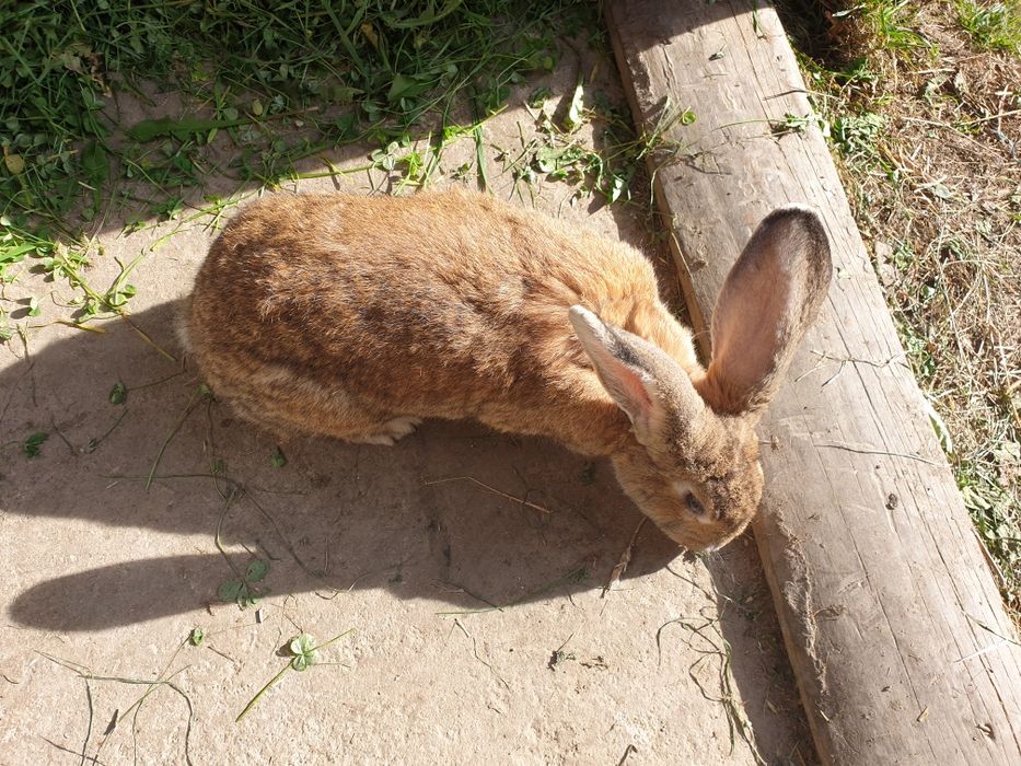 króliki królik Samice Samce