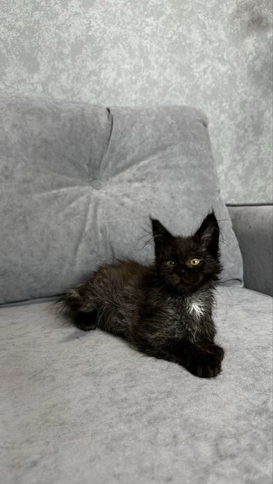 Дівчинка мейн-кун в чорному забарвлені