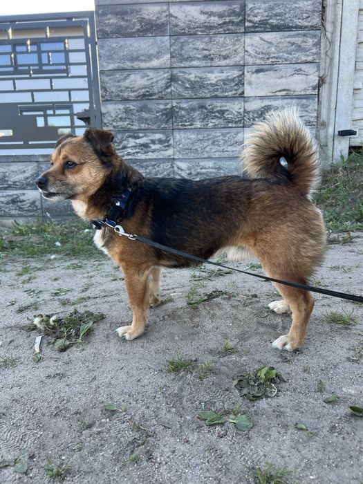 Do adopcj maly psiak Dolar