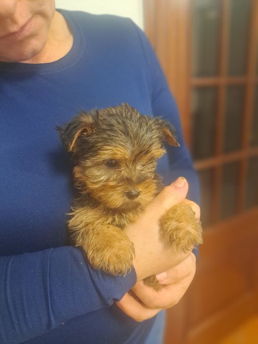 Yorkshire terrier macho