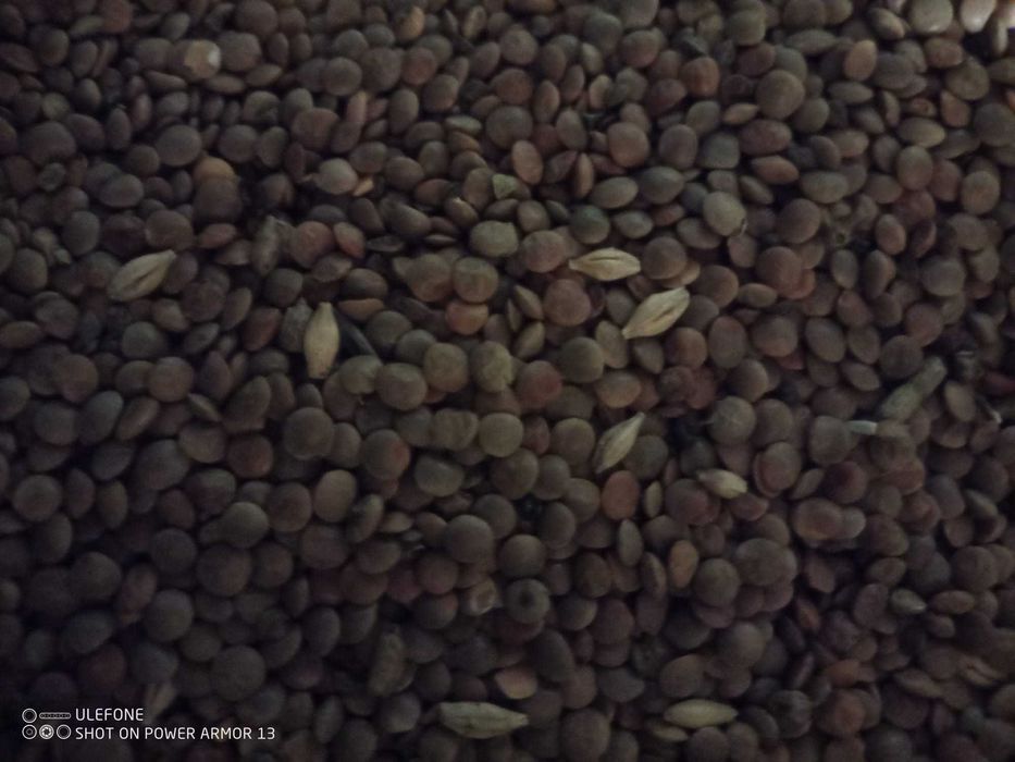 soczewica czerwona ekologiczna