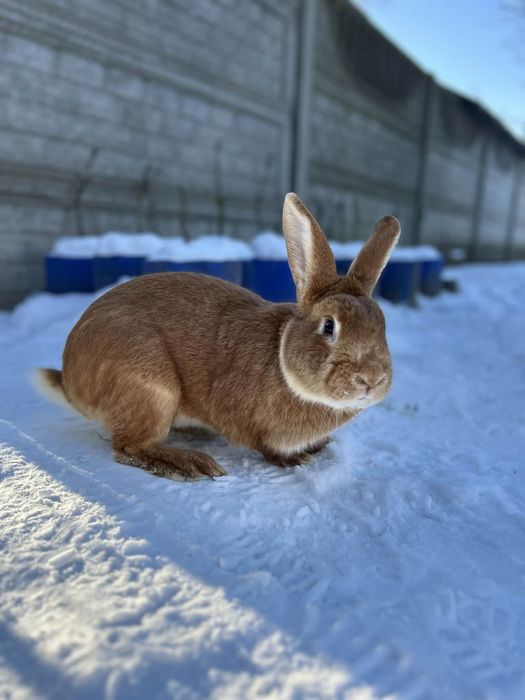 Sprzedam krolika - samiec