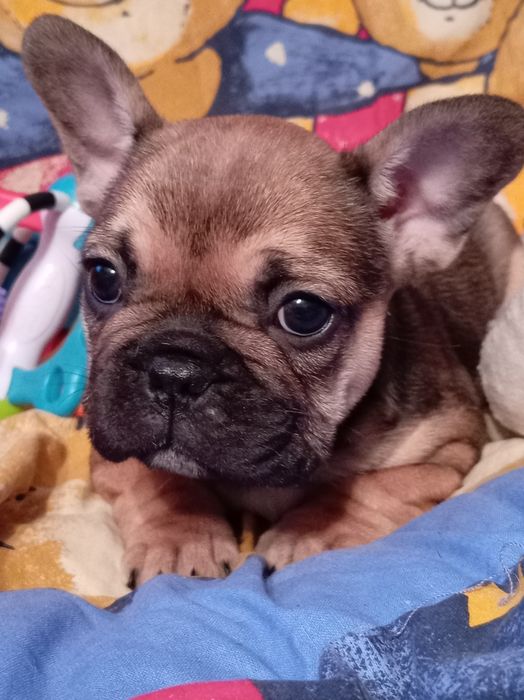 Buldog  francuski szceniaki