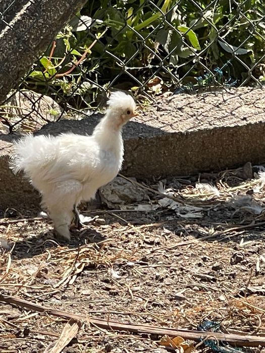 Galinhas sedosas criadas na quinta