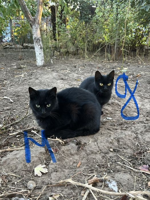 Коты и кошки в добрые руки