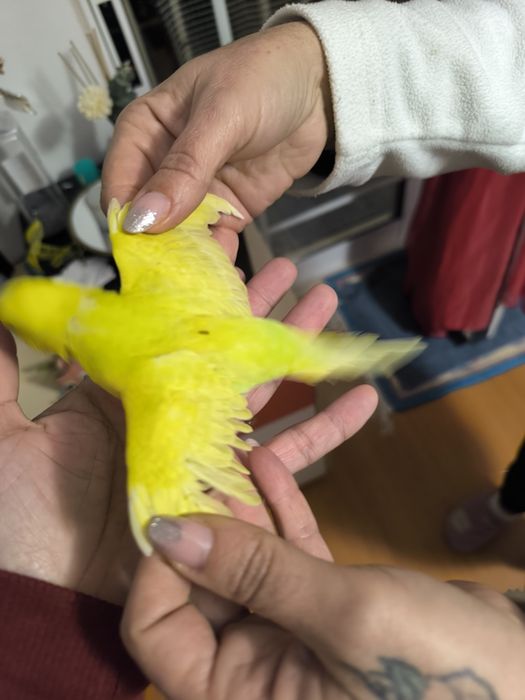 Piriquitos para acabar de criar a mão