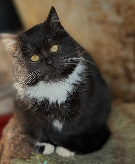 Кошеня за символічну ціну