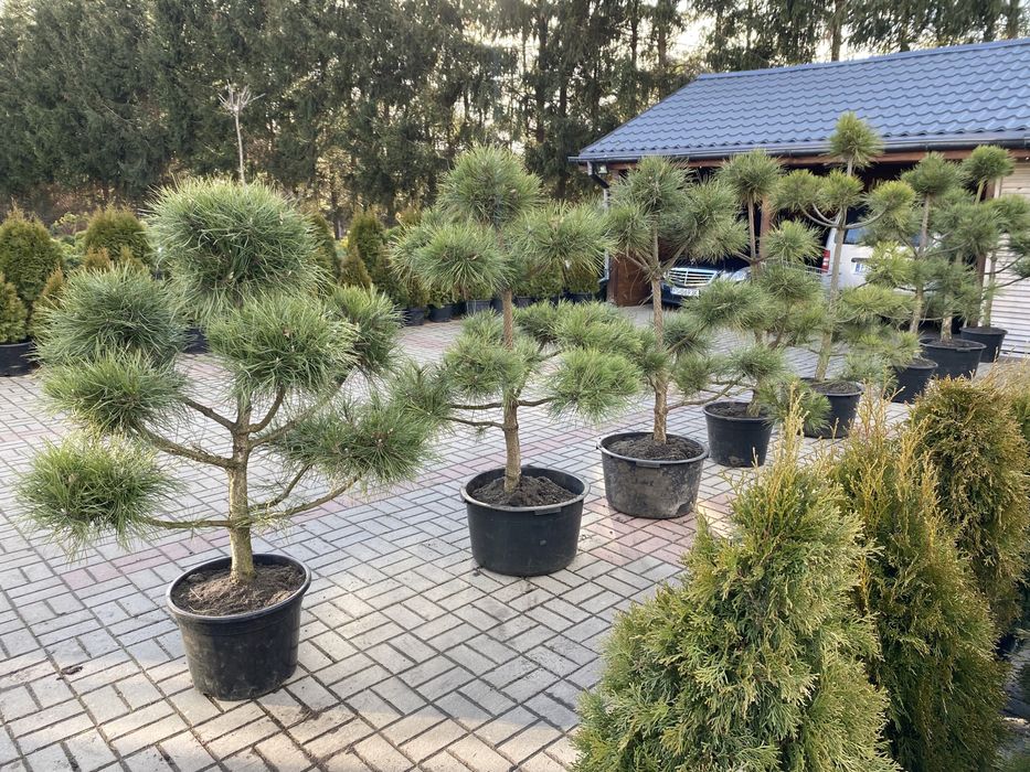 Tuja, tuje szmaragd (thuja, thuje szmaragd)