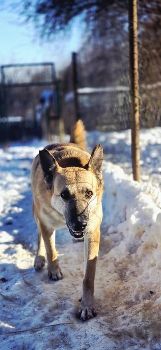 Afina wymaga pracy z człowiekiem