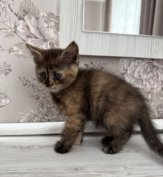 Шотландські кошенята