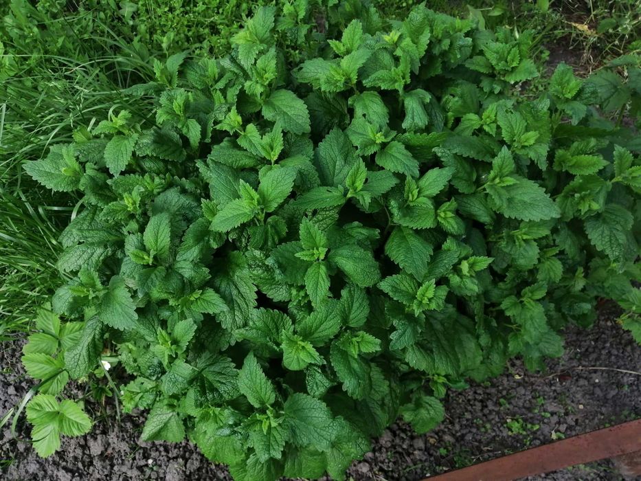 Гербарий, сушеные растения, цветы, травы, ягоды