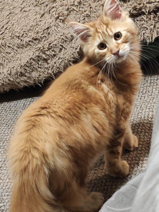 Kotka Maine Coon