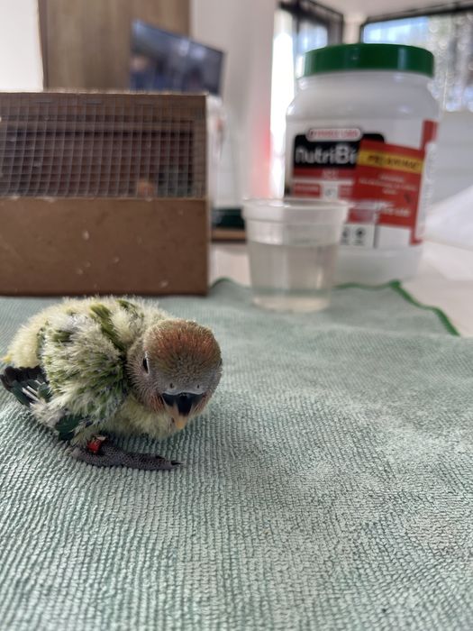 Varias aves dimesticadas  reserve ja!!