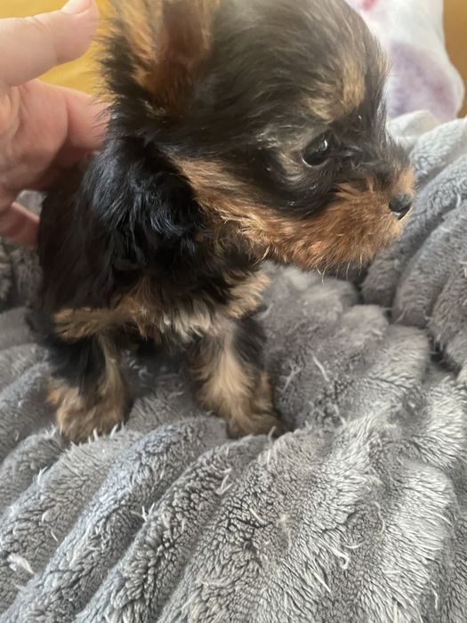 Suczka york yorkshire cudna xxs miniaturka mini