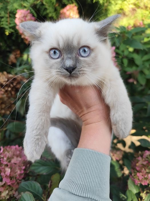 Kot brytyjski mix ragdoll kotka blue mitted