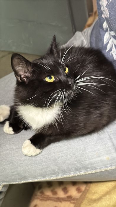 Подарю  молодую кошечку