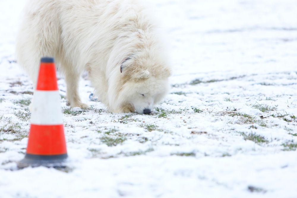 Samoyed szczeniak, pies,suka,FCI,ZKwP, rasowy,rodowód