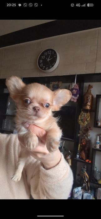 Хлопчик чихуахуа дш рудий