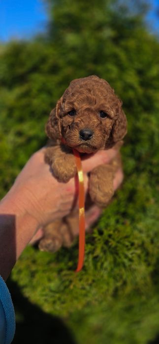 Cavapoo piękna kręcona mini sunia szkolenie badania rodowód