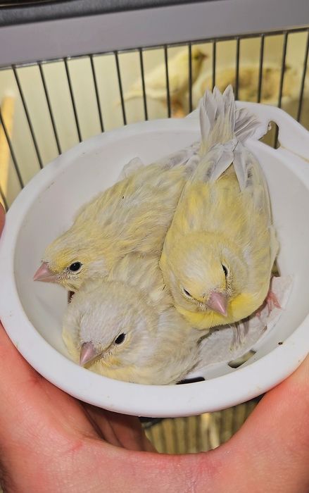 Kanarek kanarki Opal Żółty 2026