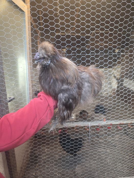 Kury rosy kury silki kury araukany naturalne ekologiczne kury