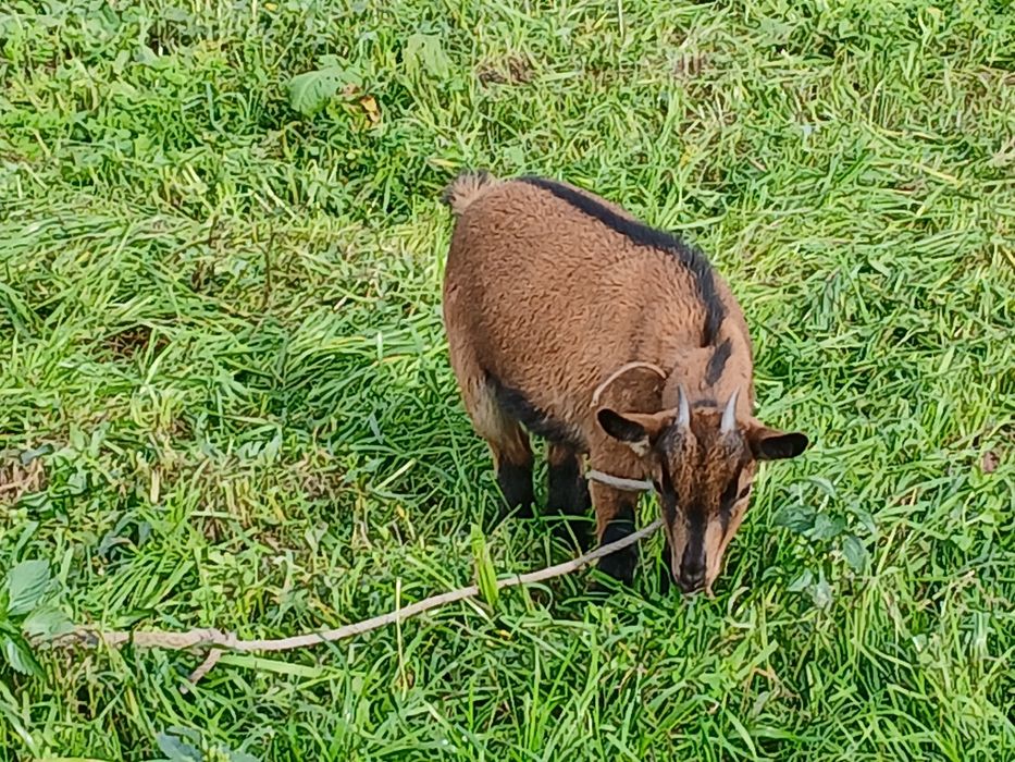 Cabras anâs com 4 meses