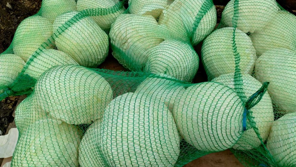 Sprzedam Kapuste biała