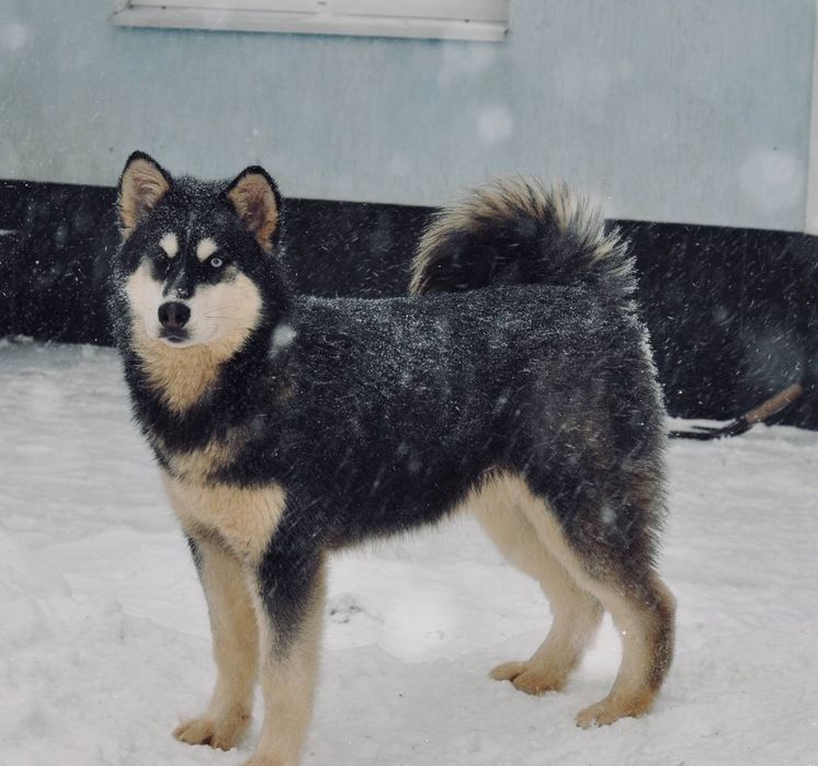 Різних  красивих кольорів хаскі