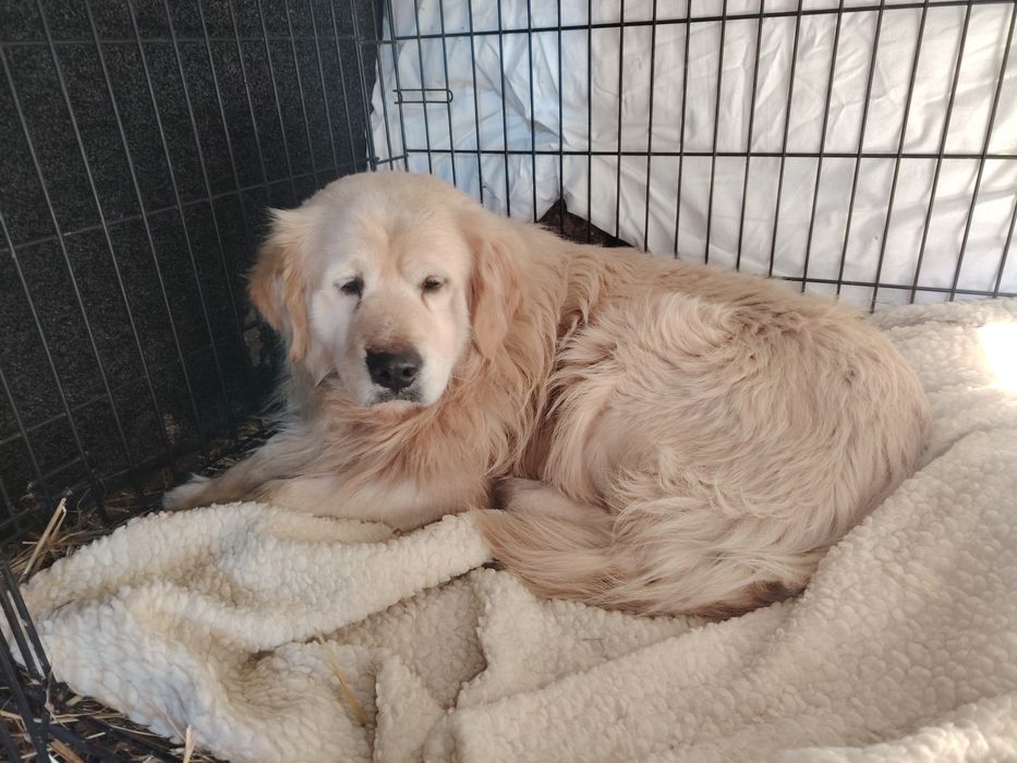 Pies w typie goldena. Czy ktoś szuka?