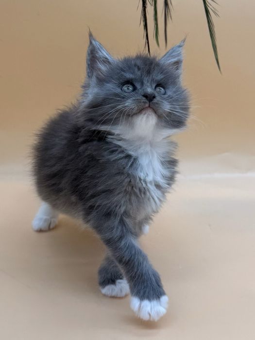Мейн  кун котенок девочка