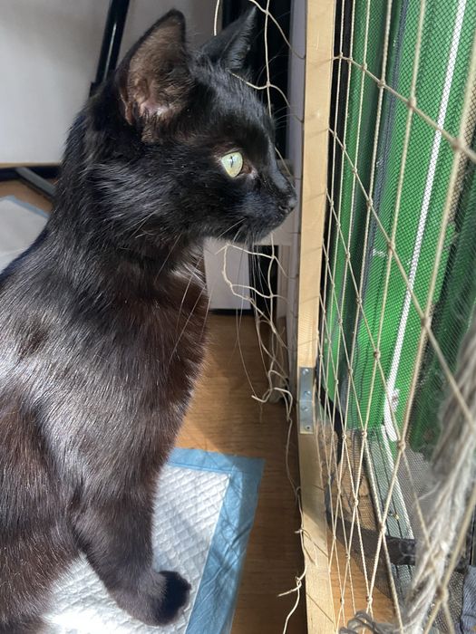 Czaruś - czarny kocurek do adopcji
