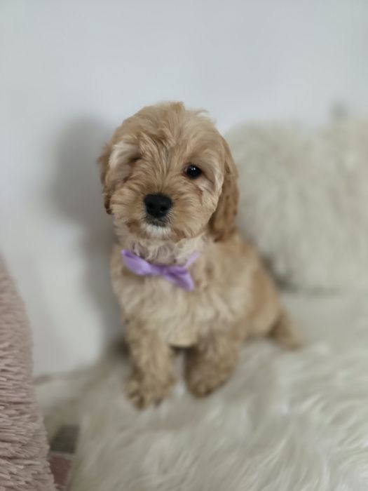 Cavapoo f1b sunia