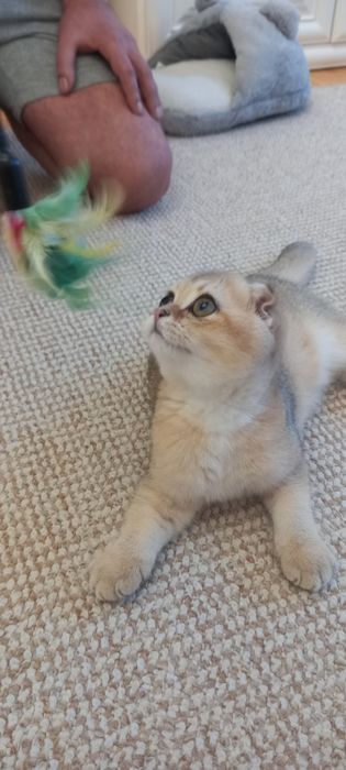 Шотландские вислоухие котята .