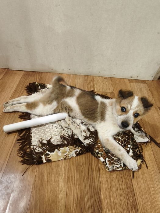 Віддам малого цуценя