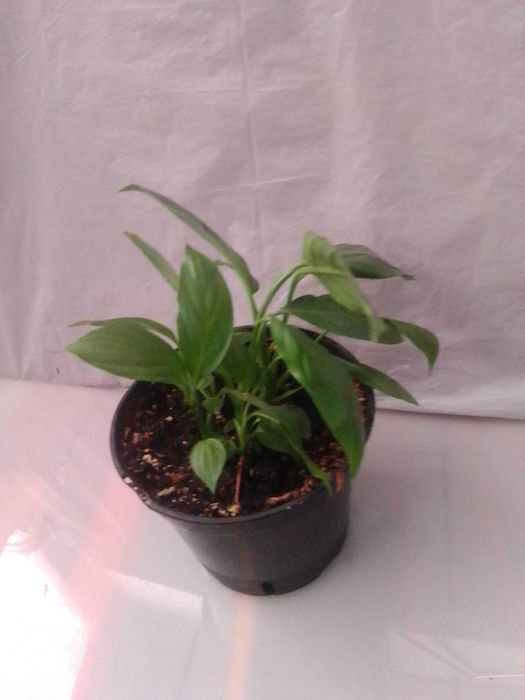 Plantas de interior/exterior