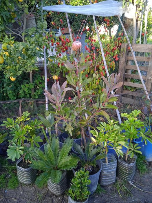 Vendo proteia bonita para jardim ou em vaso grande.